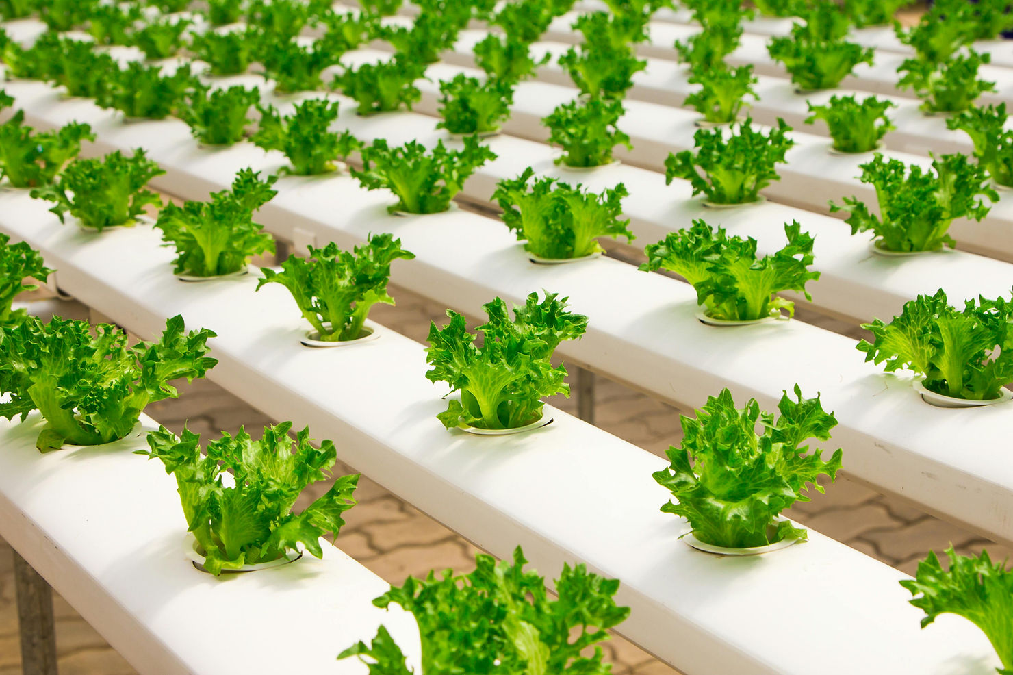 Coltivazione idroponica di ortaggi in vertical farm