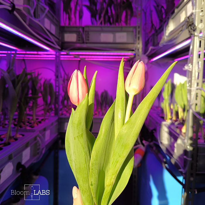 Tulipani Bloom LABS coltivati grazie al metodo di coltivazione verticale
