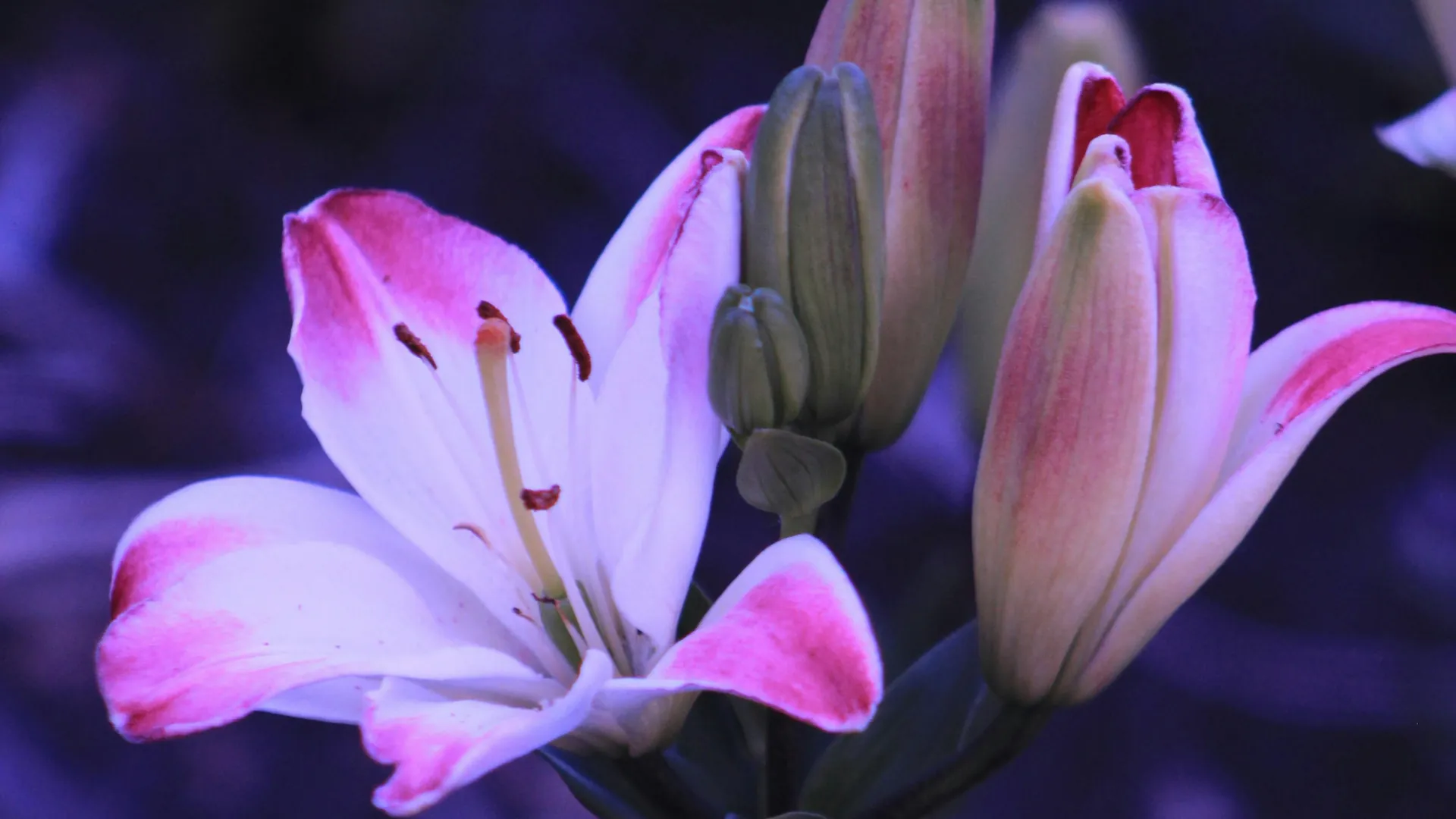 Come far durare più a lungo i fiori recisi