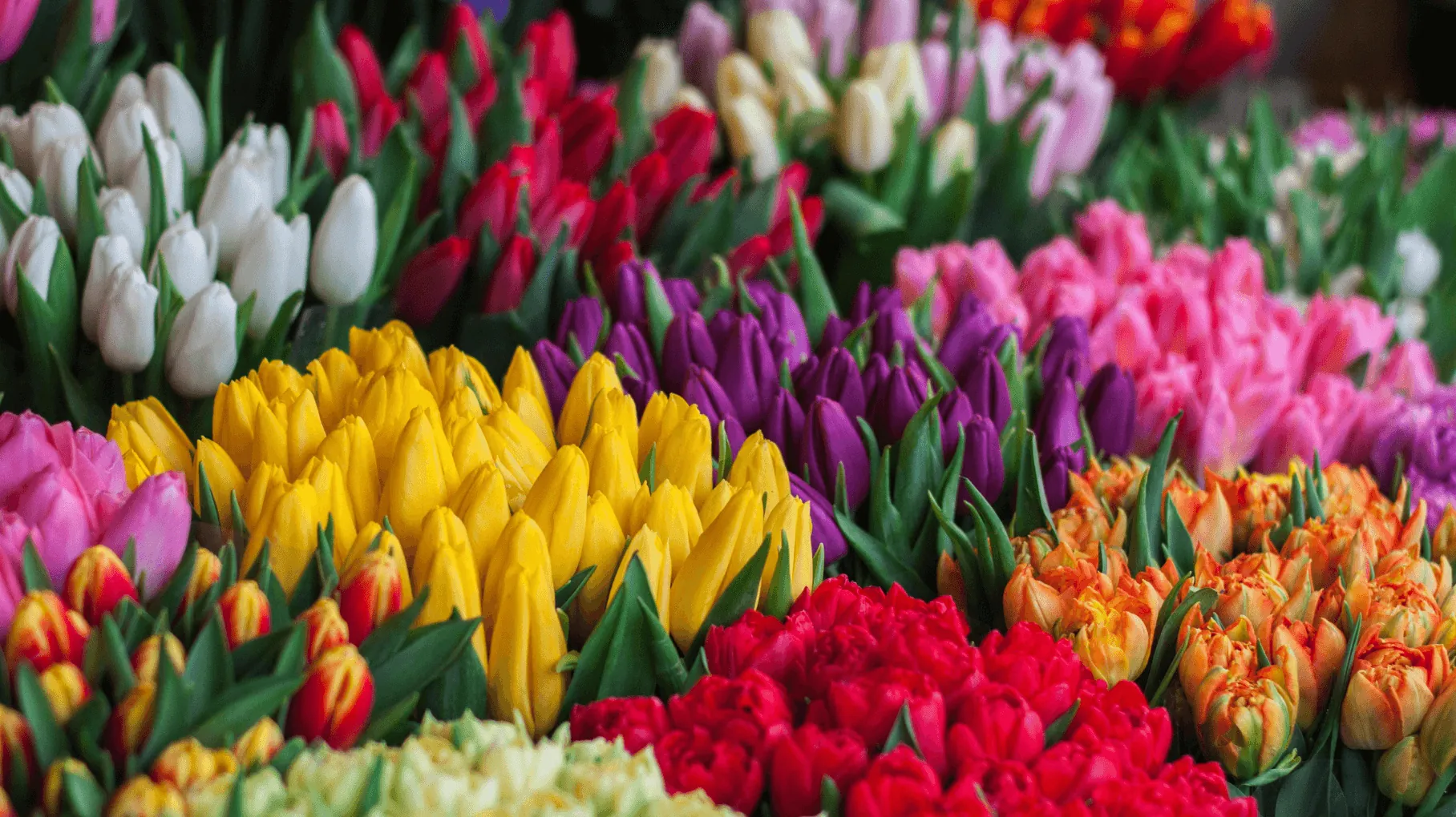 Tulipani con l’IA