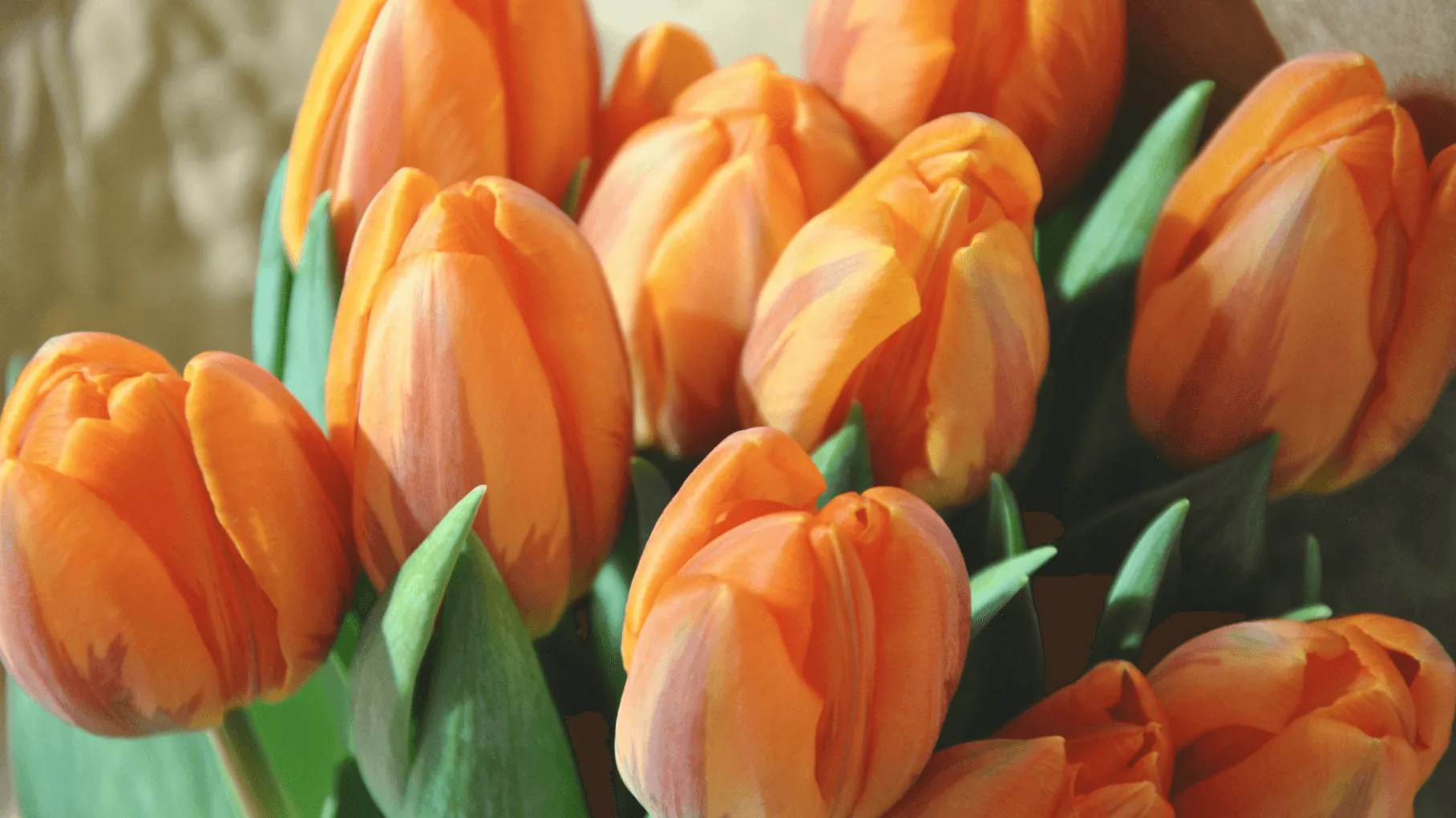 Tulipani a settembre: dove trovarli
