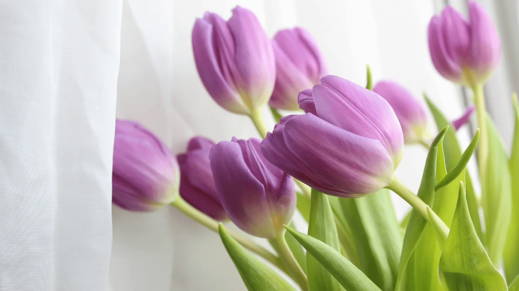 Perché i tulipani si afflosciano?