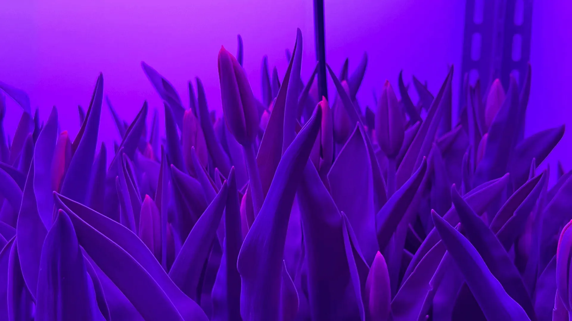 Tulipani: cosa fare quando sfioriscono