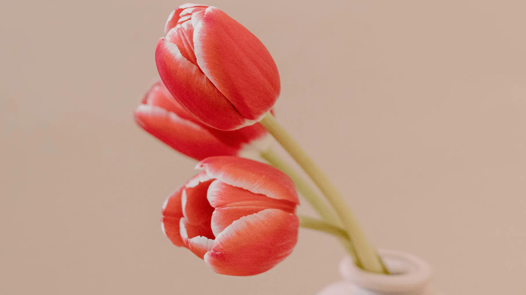 Quale vaso per i tulipani?