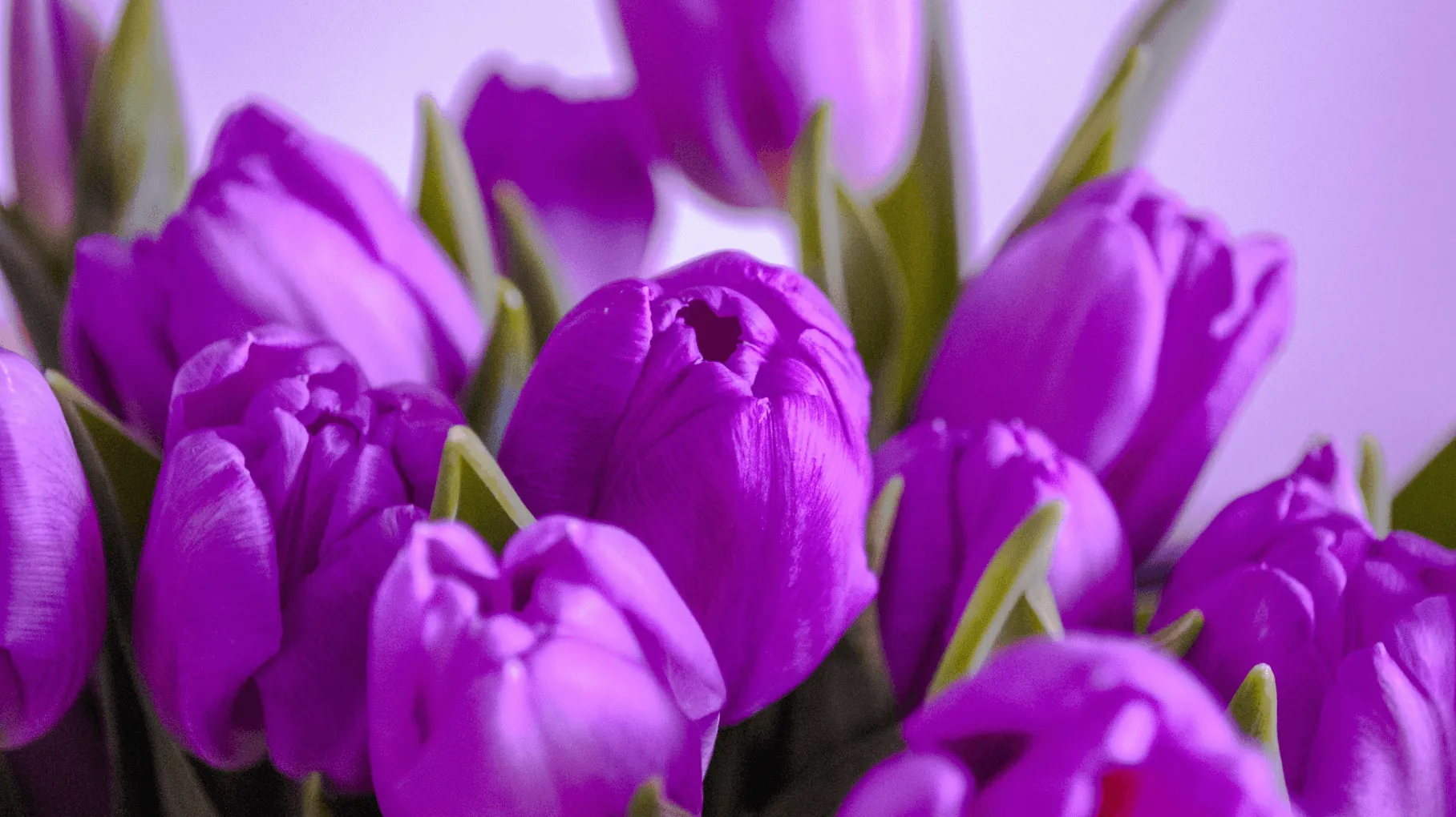 Quanto dura la vita di un tulipano?