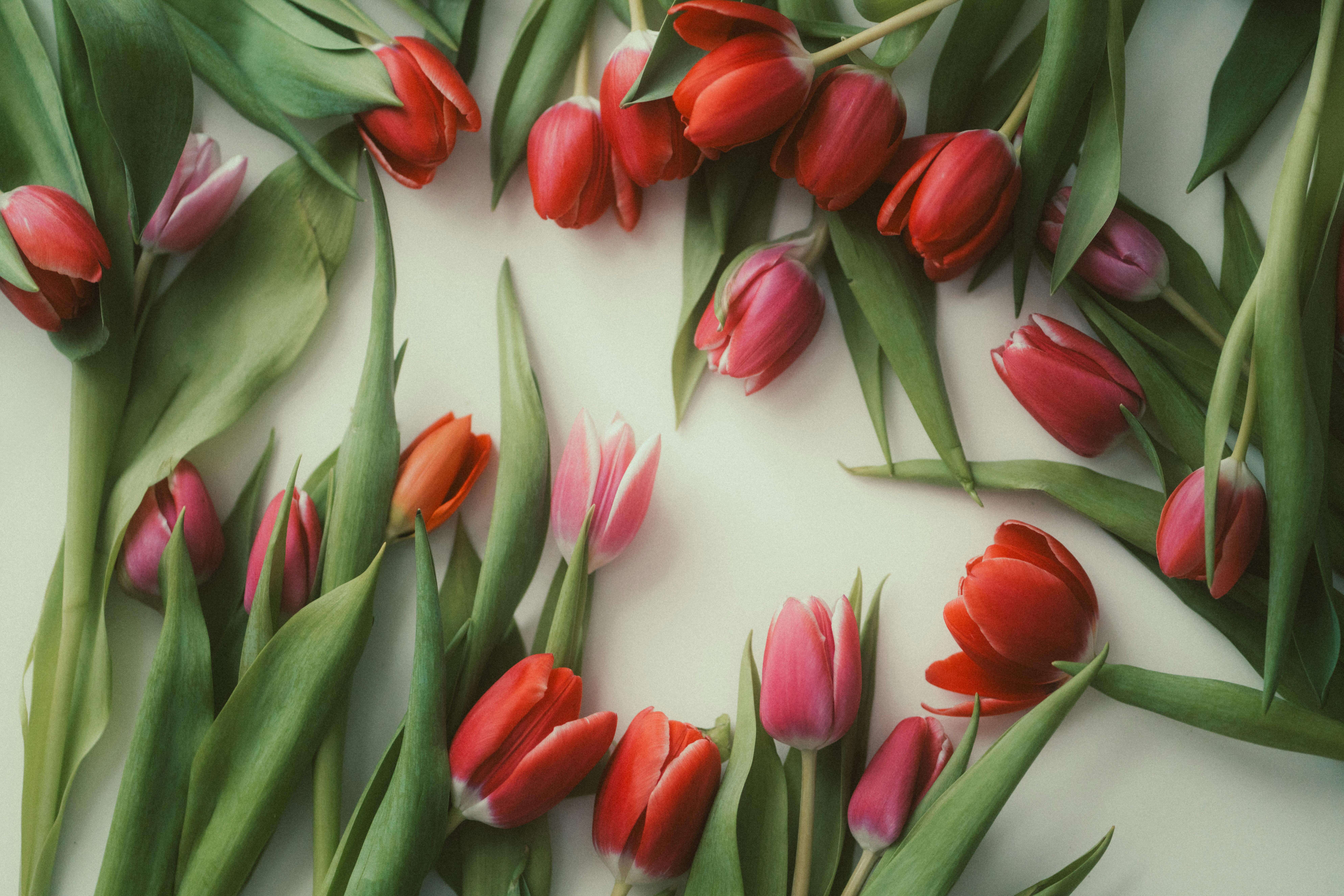 Tulipani a dicembre
