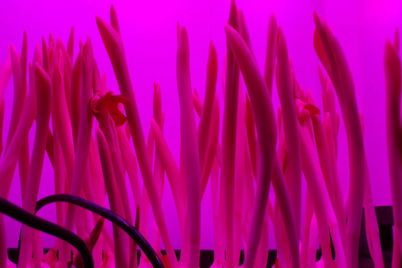 Fiori fuori stagione in Sardegna? L'indoor farming è la risposta!