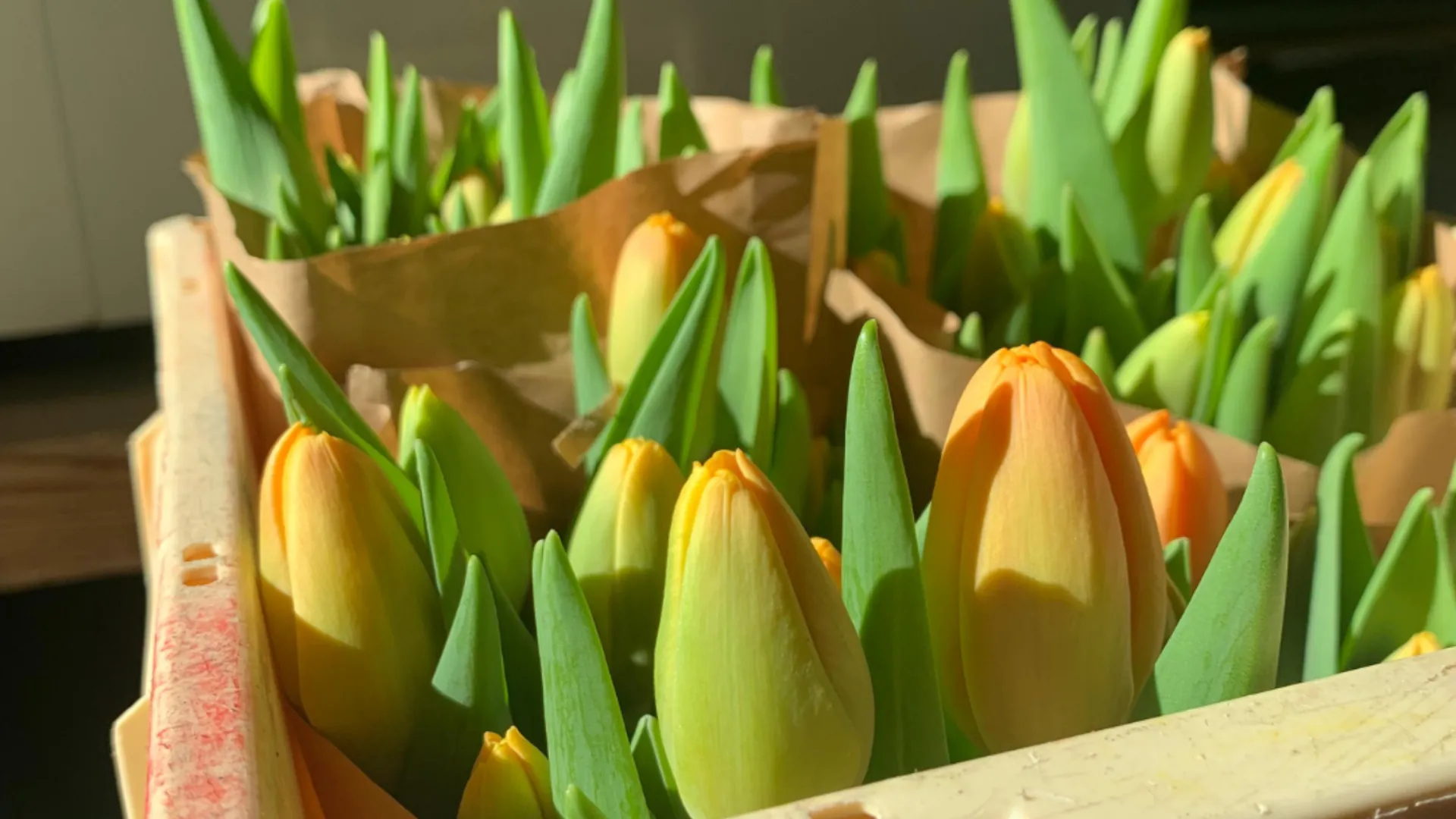 Dove trovare tulipani a luglio