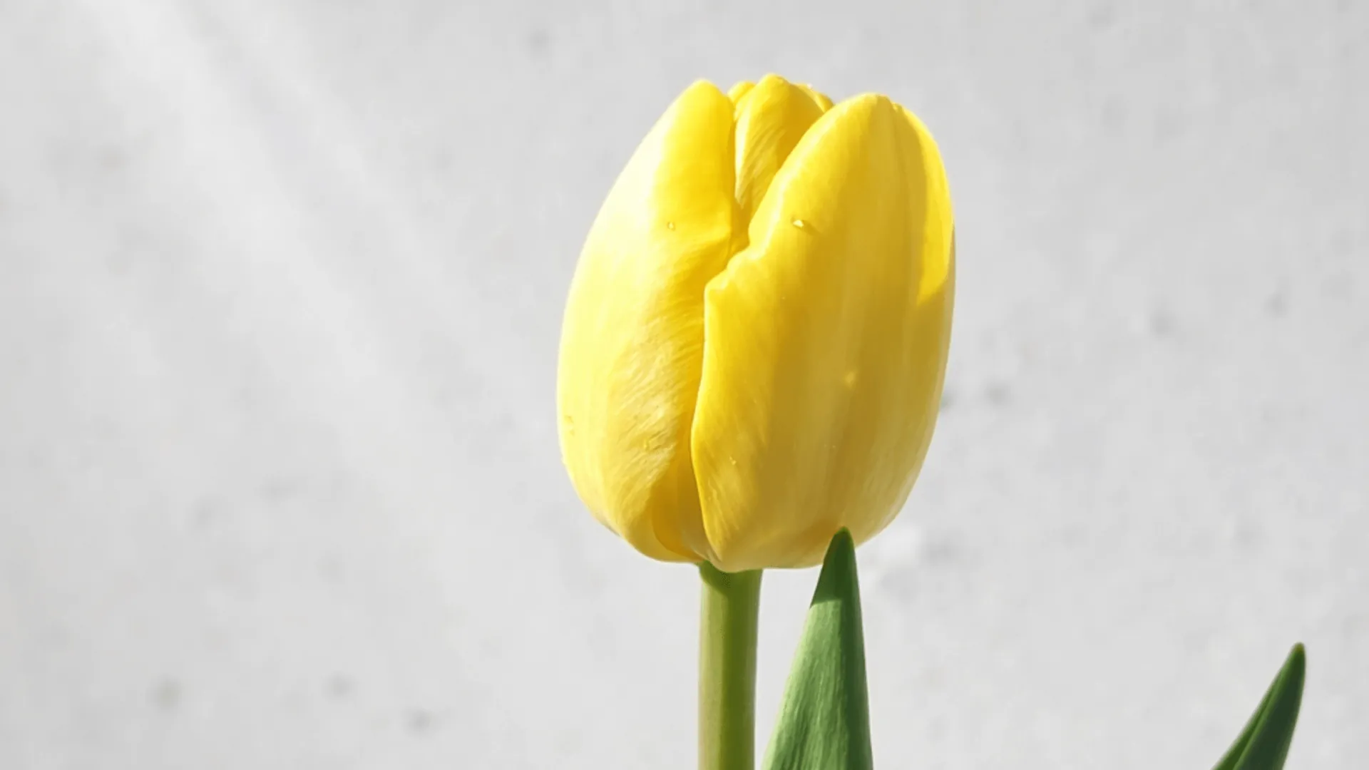 Come conservare i tulipani recisi in negozio