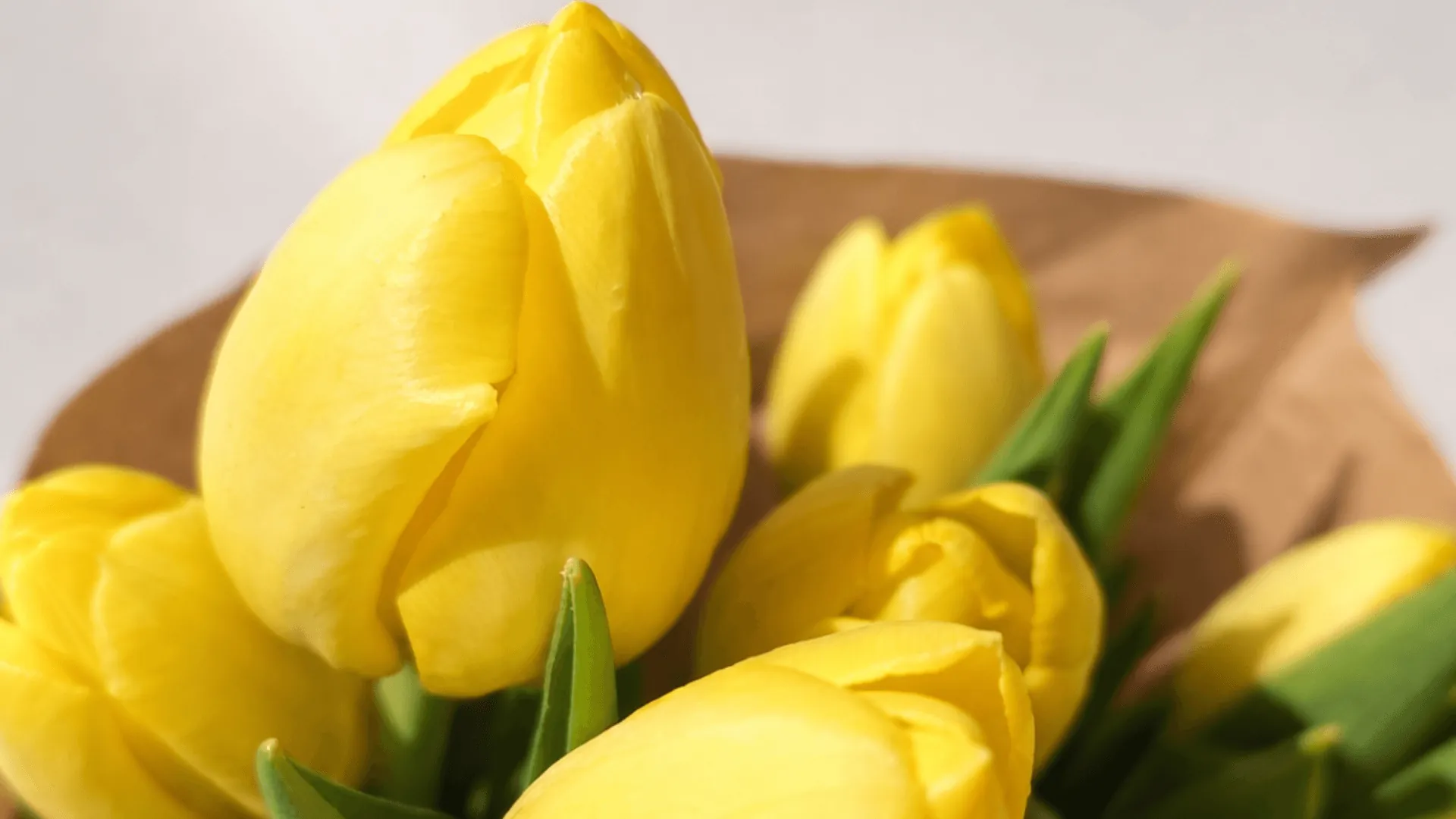 Tulipani fuori stagione: come farli durare più a lungo?