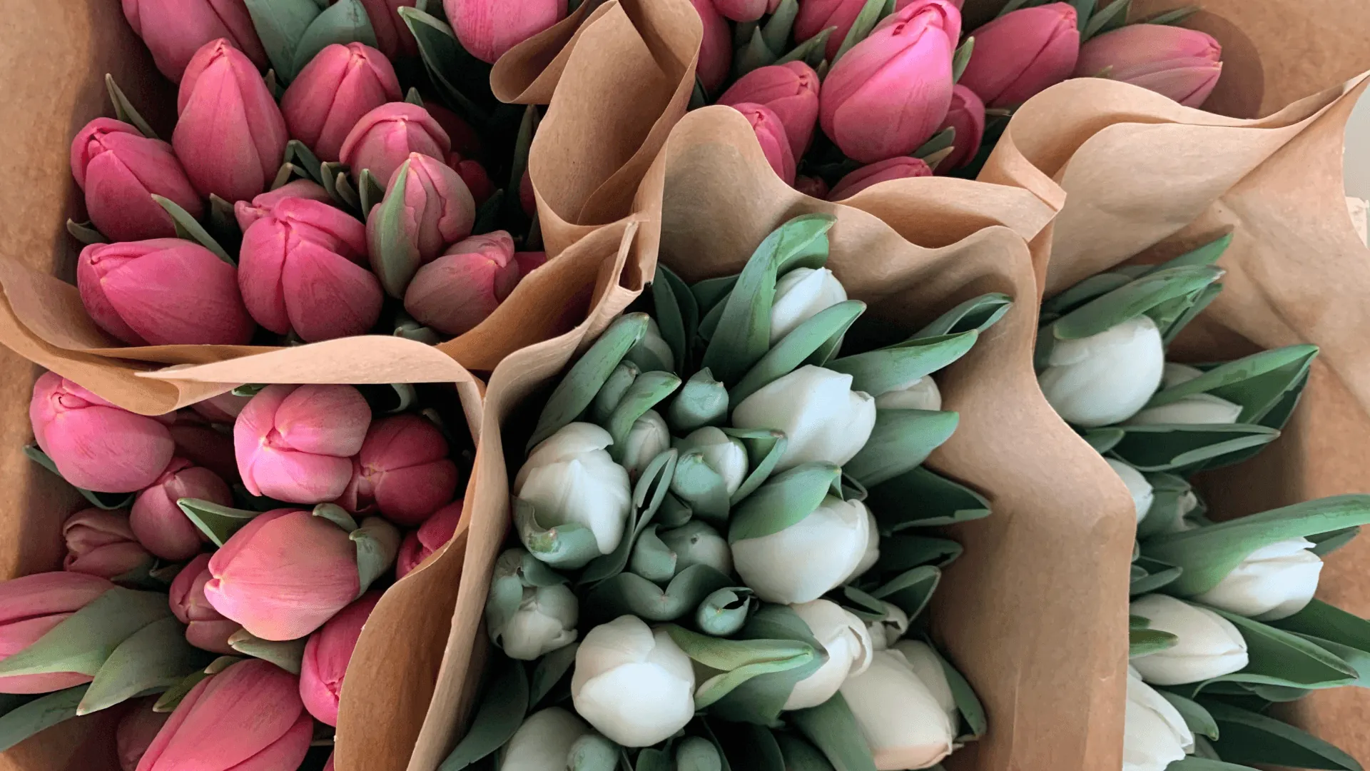 Tulipani ad agosto: dove trovarli