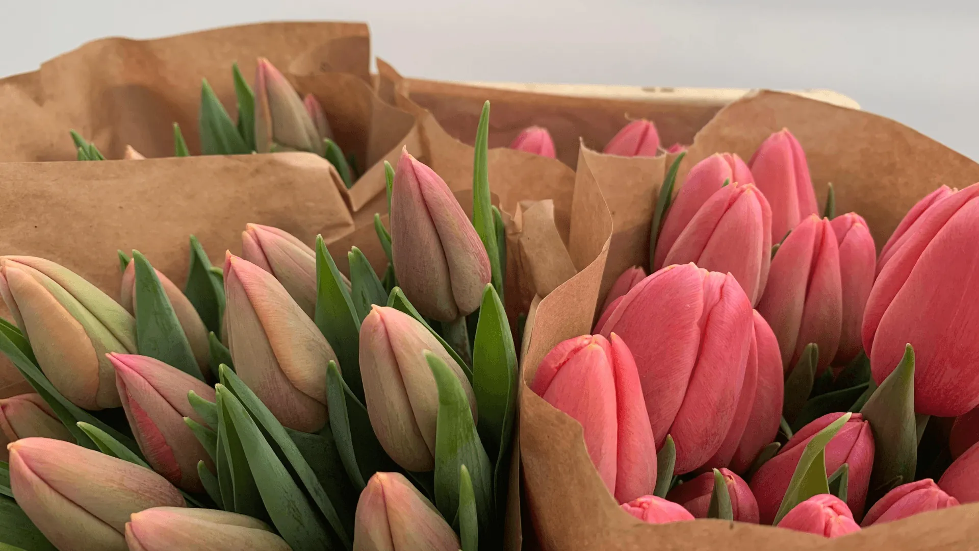 Tulipani: quando fioriscono