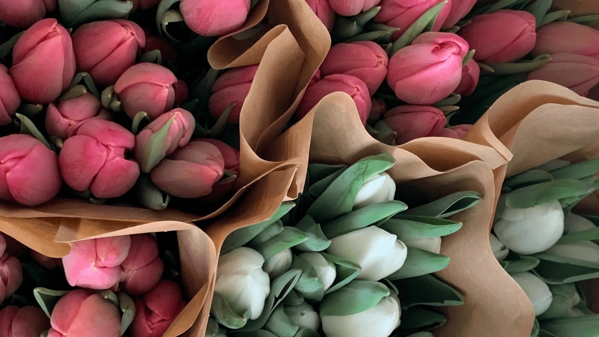 Tulipani rosa e bianchi recisi e disposti nei manicotti in carta color avana