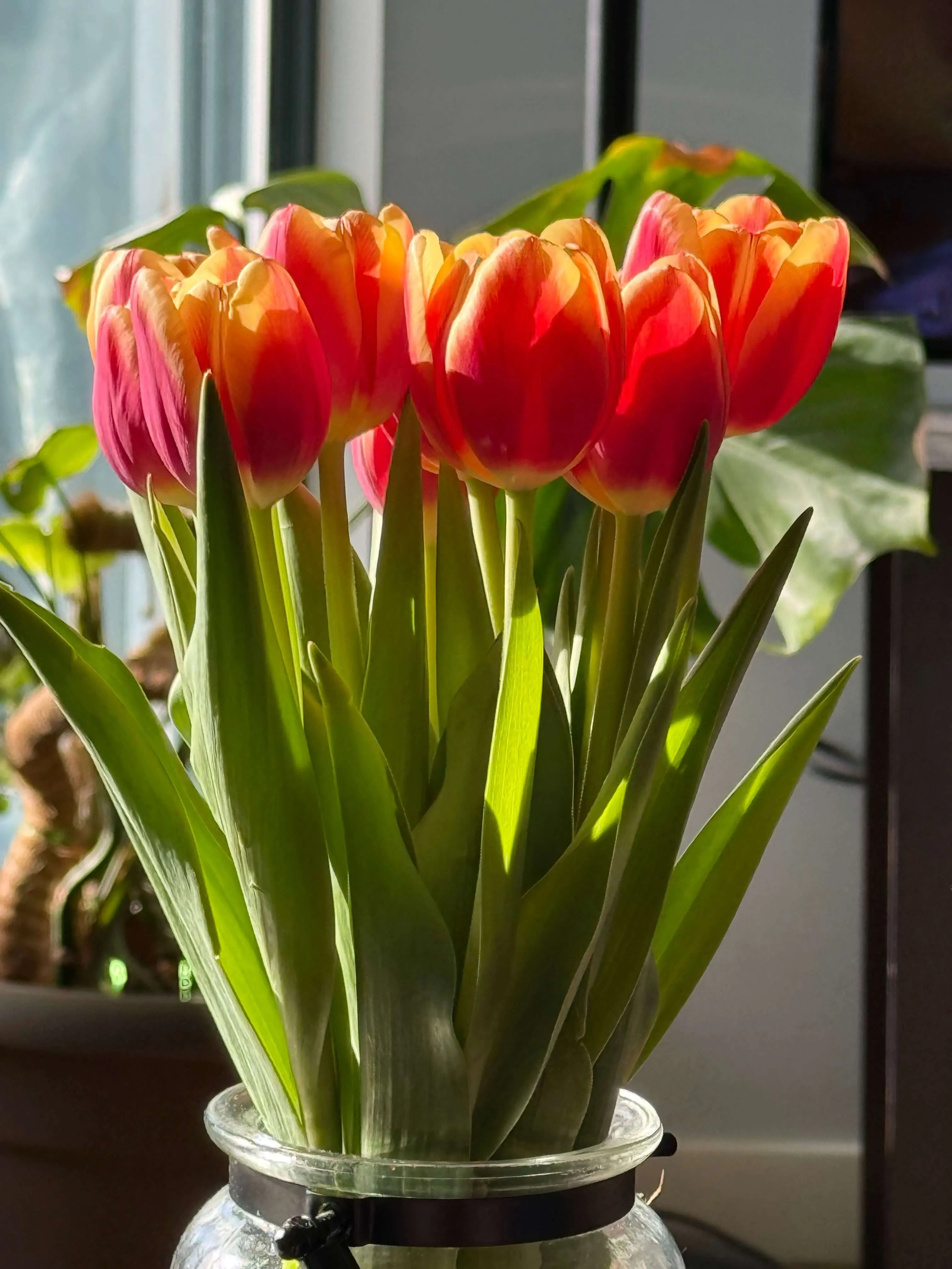 Tulipani rossi e gialli in vaso su un davanzale