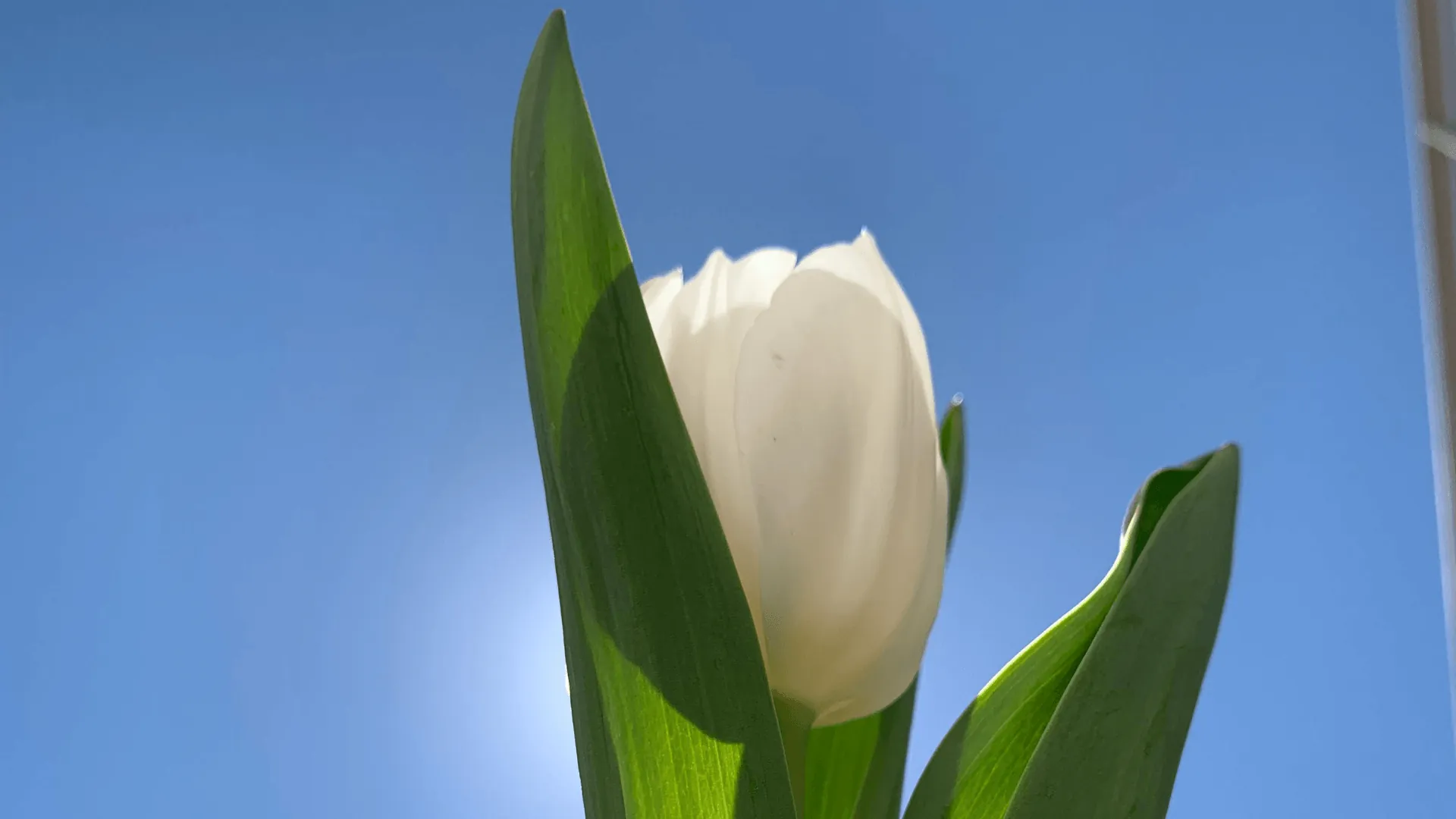 Dove devono stare i tulipani?