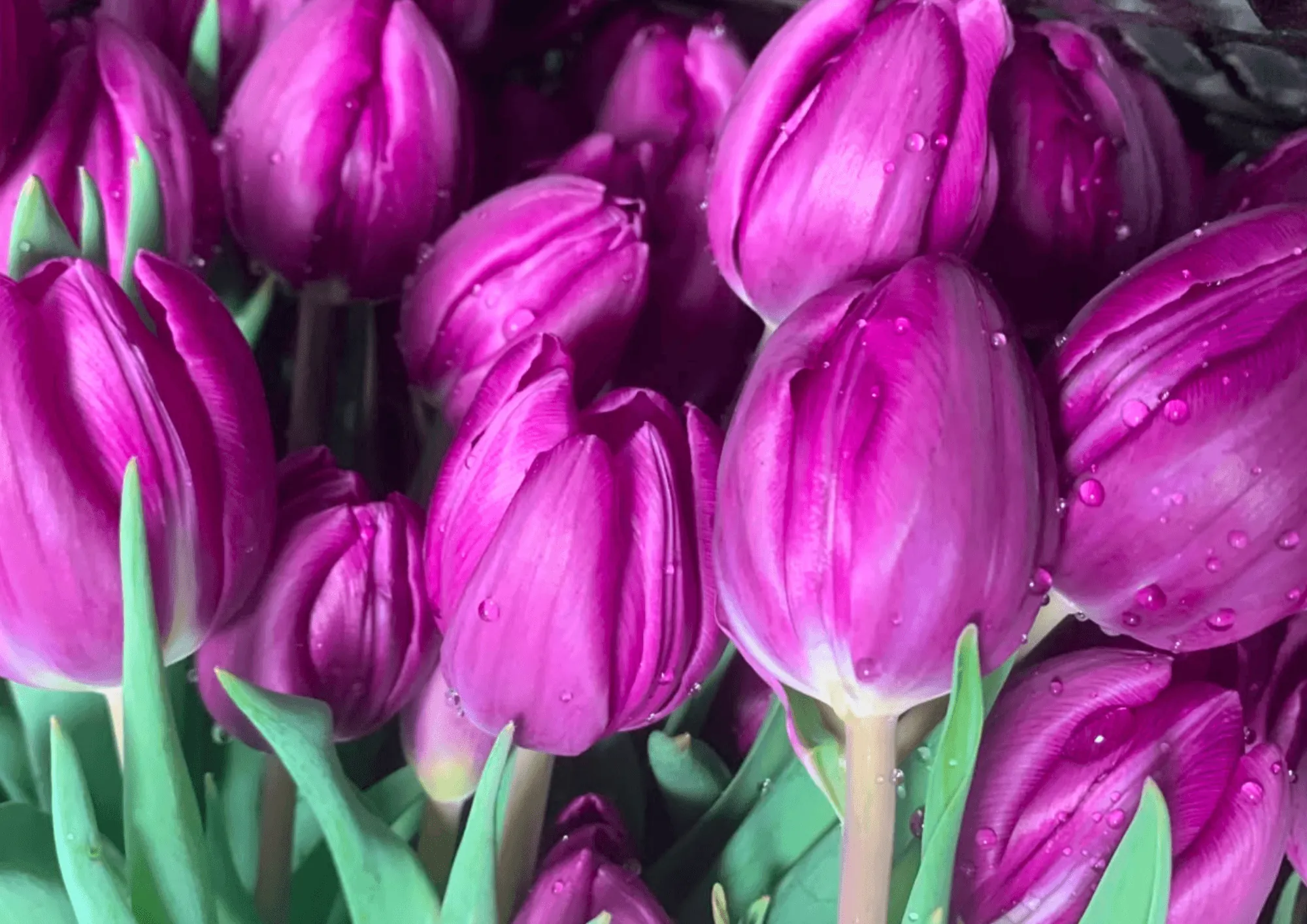 Tulipani per la Festa dei Nonni: forniture per fioristi